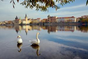 Лебеди на реке Влтава в Праге 22-040