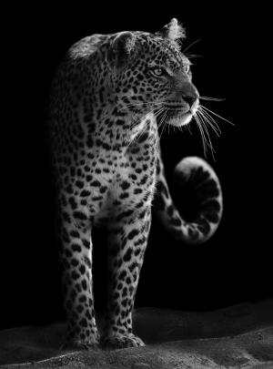 Леопард 3119-М