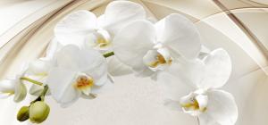 Белая орхидея 6496-М